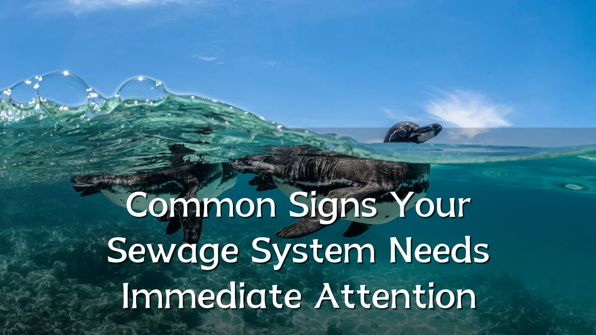Common Signs Your Sewage System Needs Immediate Attention