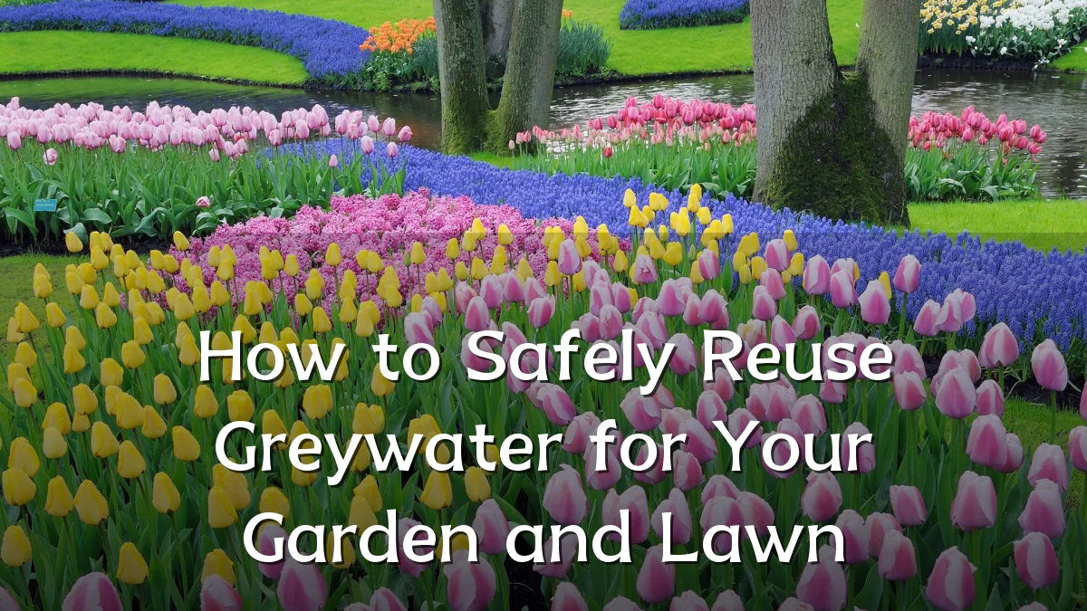 How to Safely Reuse Greywater for Your Garden and Lawn