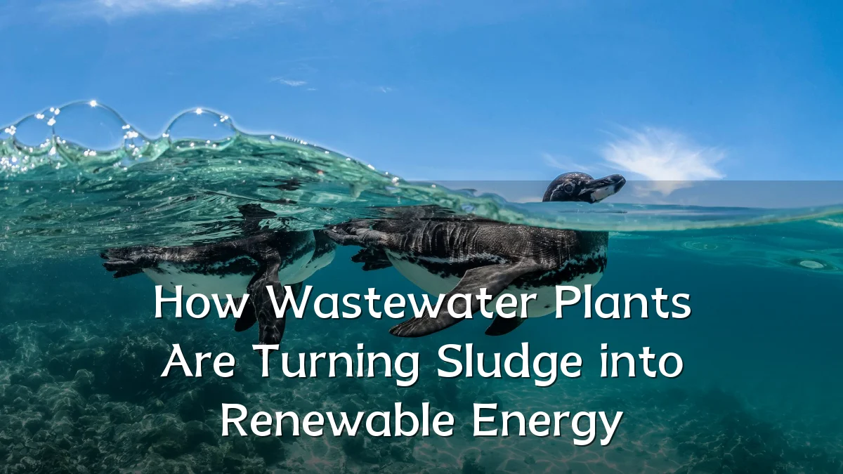 How Wastewater Plants Are Turning Sludge into Renewable Energy