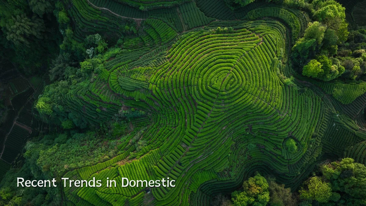 Recent Trends in Domestic