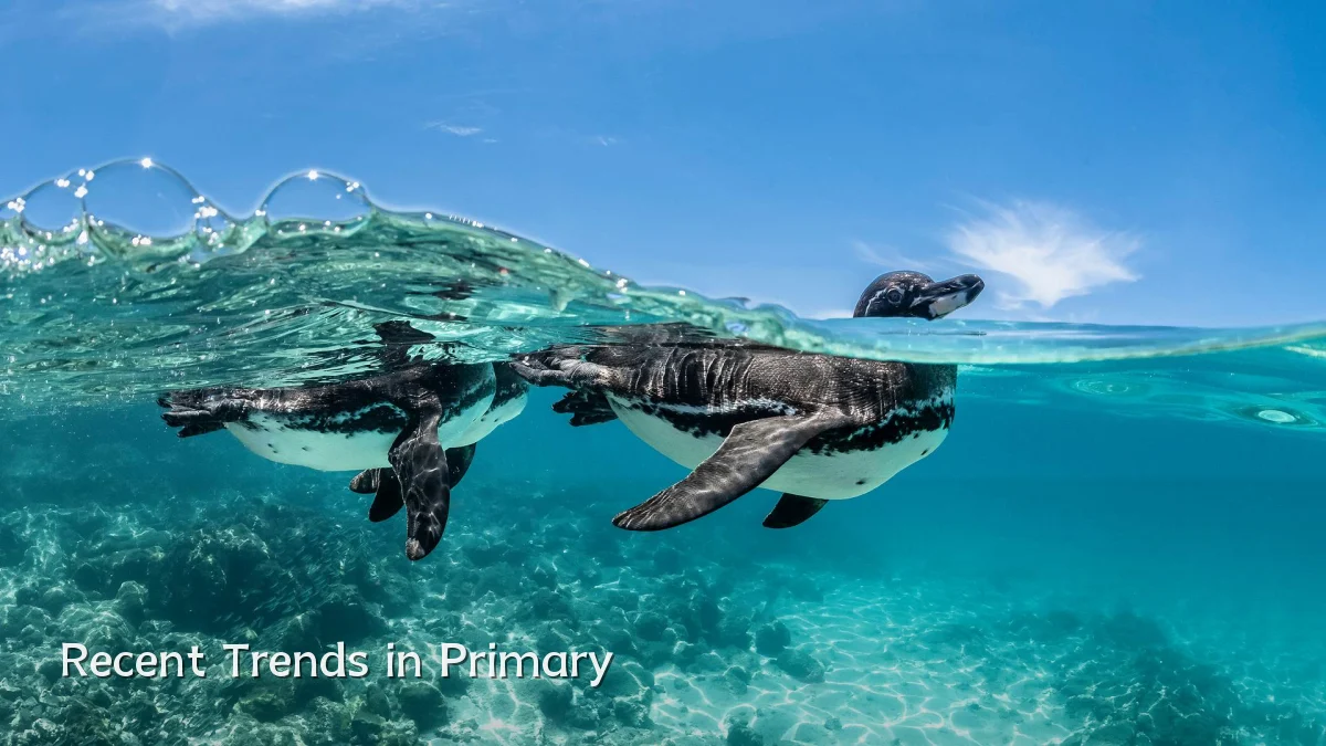 Recent Trends in Primary