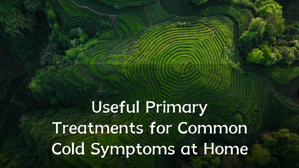 Useful Primary Treatments for Common Cold Symptoms at Home